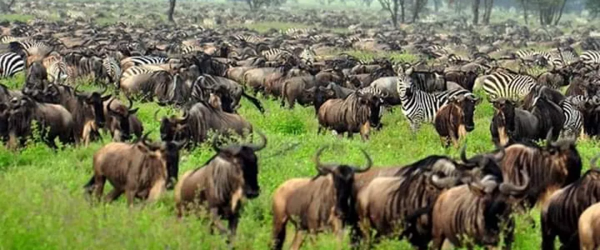 8 days Serengeti Great Wildebeest migration Safaris