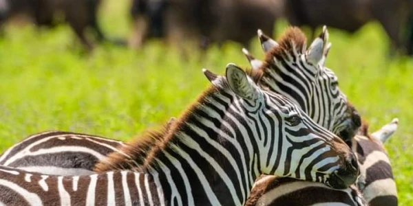 6-days-serengeti-wildebeest-migration-safari-tour