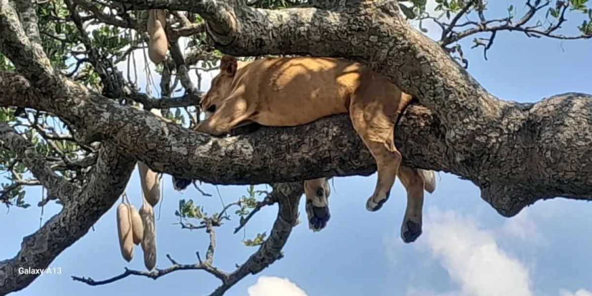 Fly In Safari Adventure from Zanzibar to Tarangire and the Ngorongoro Crater.