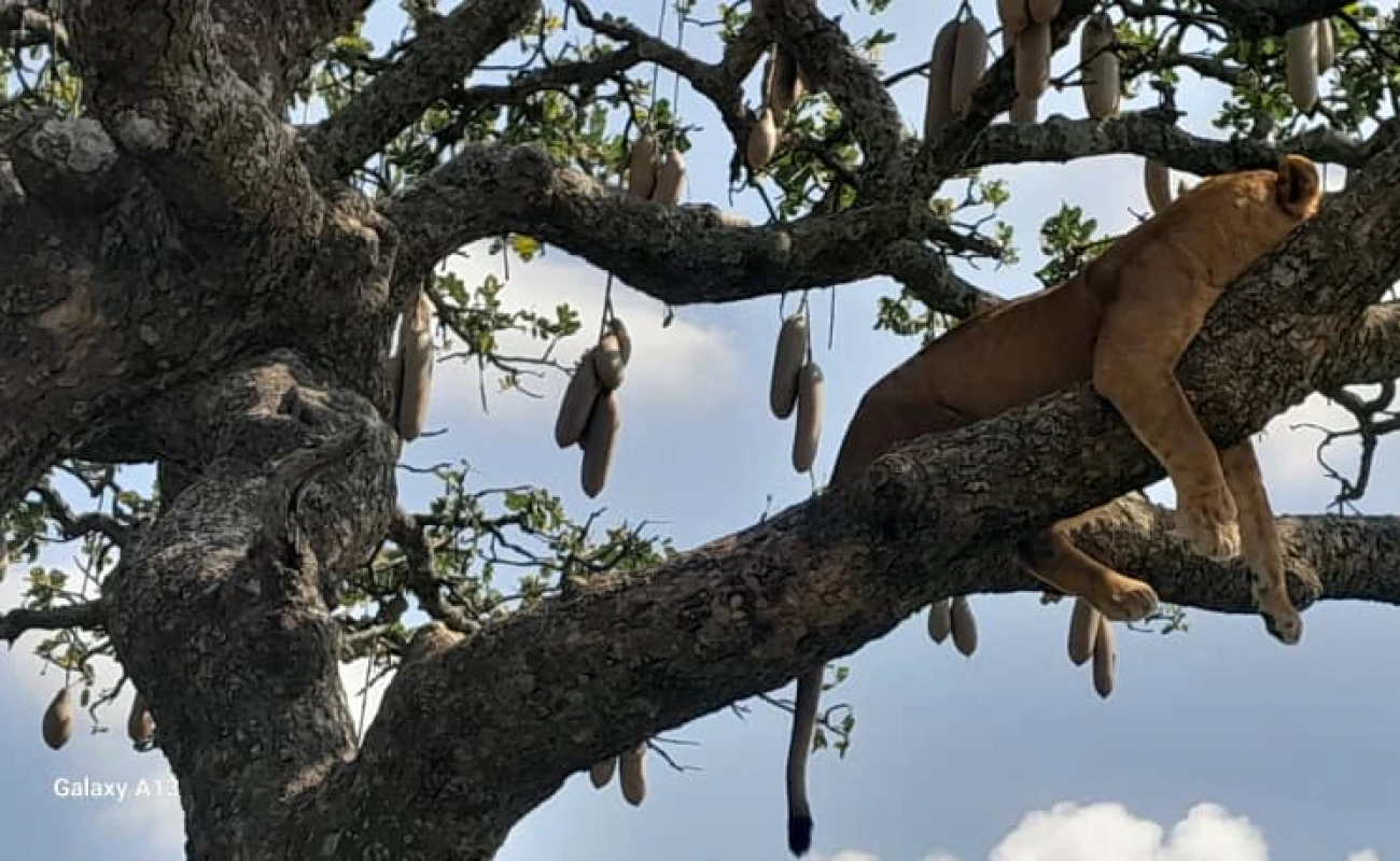From Baobabs to Crater a Luxury Safari in Tanzania. 