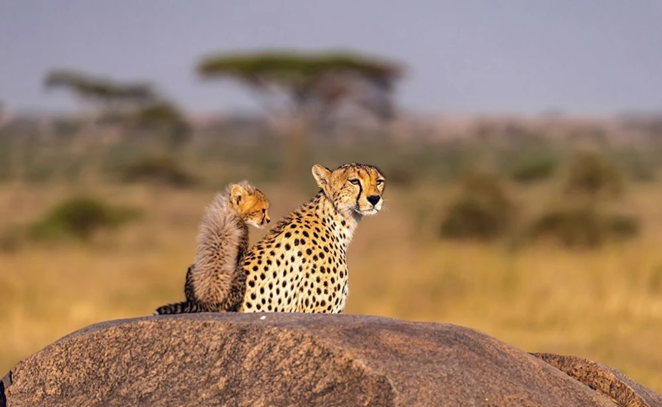 Best of Tanzania’s Northern Circuit Safari.
