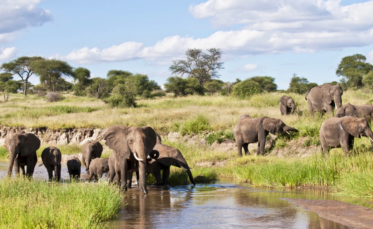 Tarangire Wildlife.