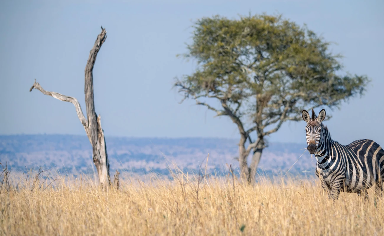 Fly-In Adventure from Zanzibar to Tarangire and Ngorongoro Crater.