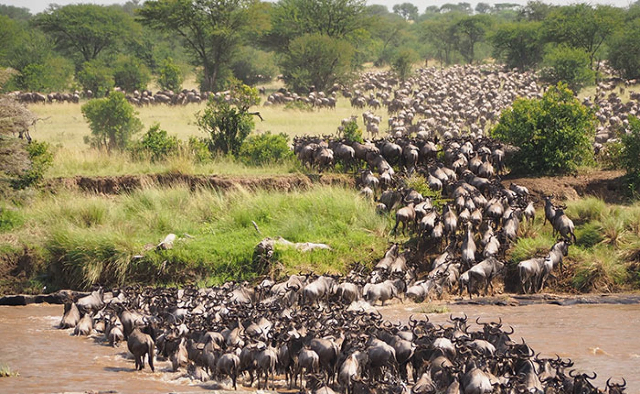 The Spectacular Wildebeests Migration in Serengeti