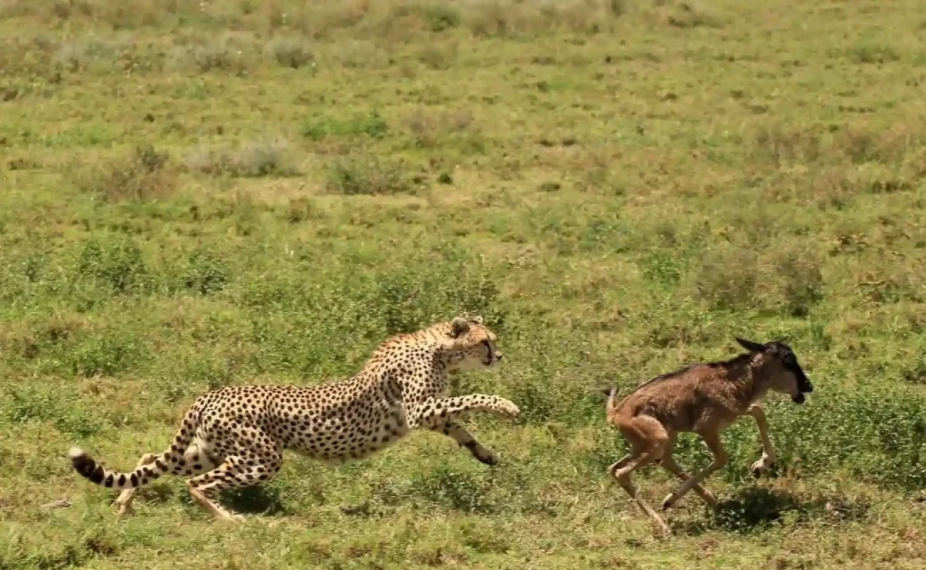 Experience the Dramatic Circle of Life, Ndutu's Calving Season.