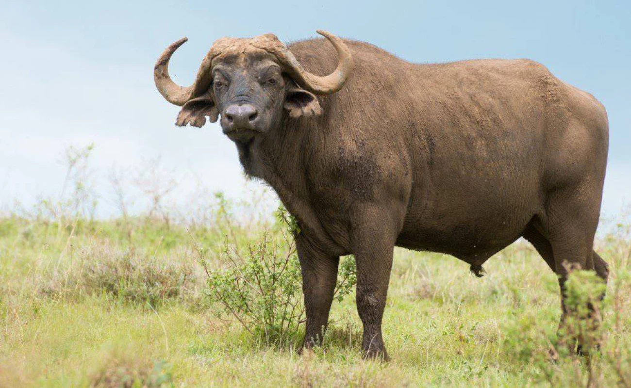 An African Buffalo