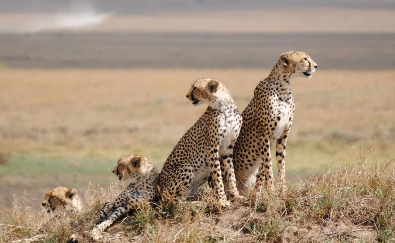 Serengeti Wildlife (Cheetah)