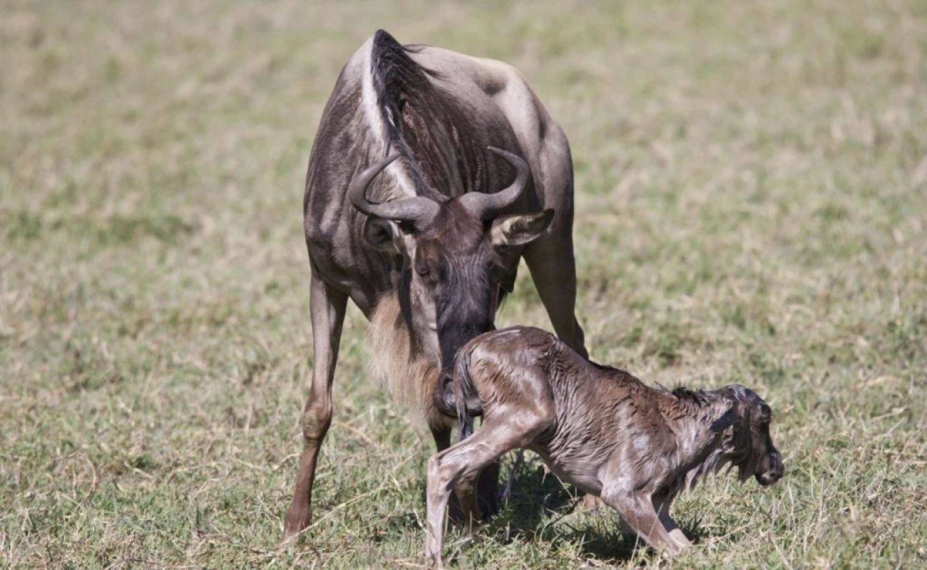 Wildebeests During Calving Season