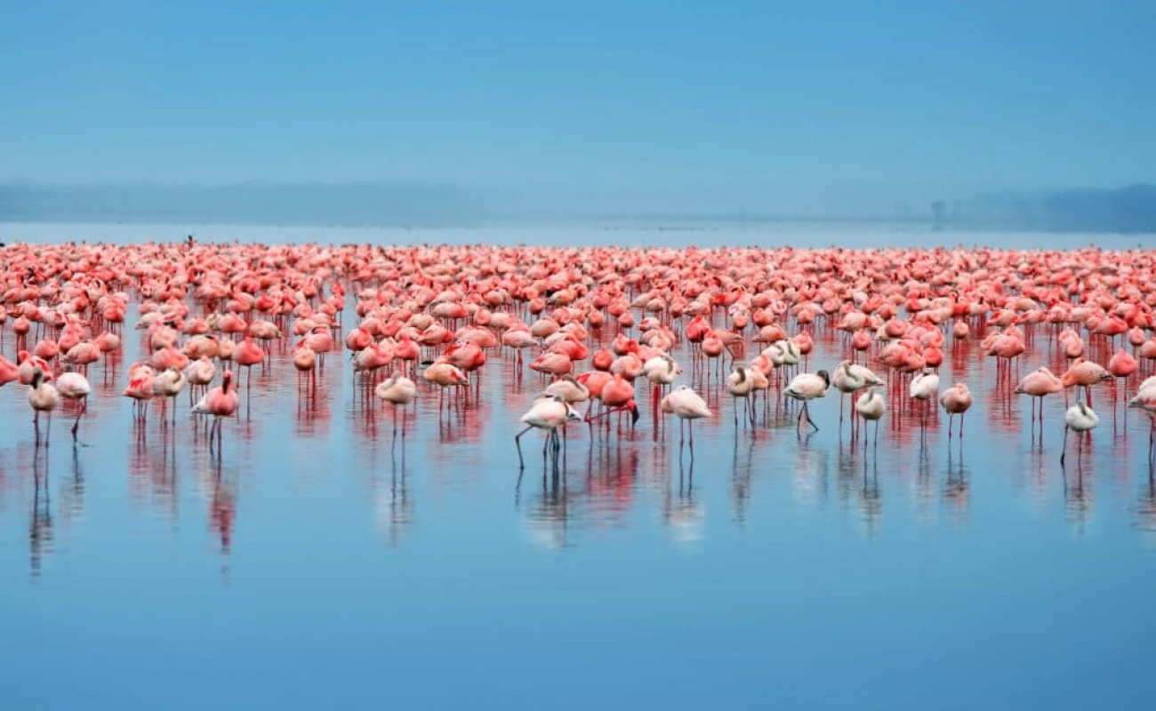 Luxury Safari through Northern Circuit Iconic Parks the Nature’s Masterpiece.