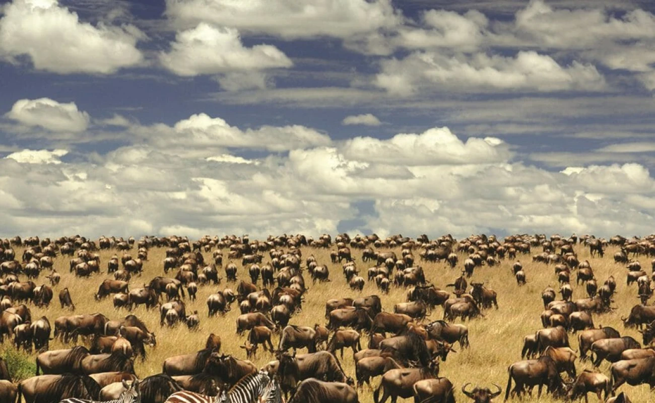 Wildebeest Calving Season Classic Adventure.