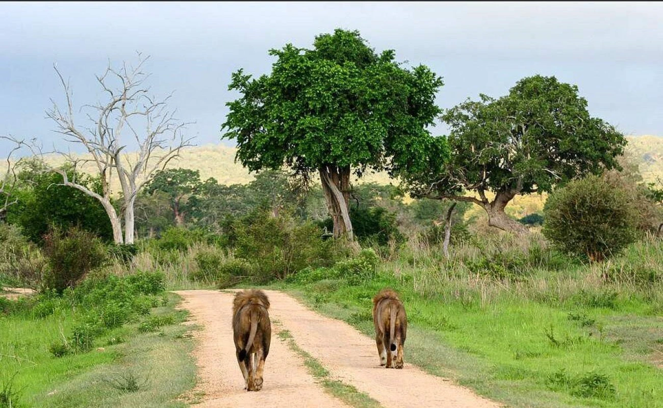 Ultimate Mikumi Day Safari from Zanzibar.