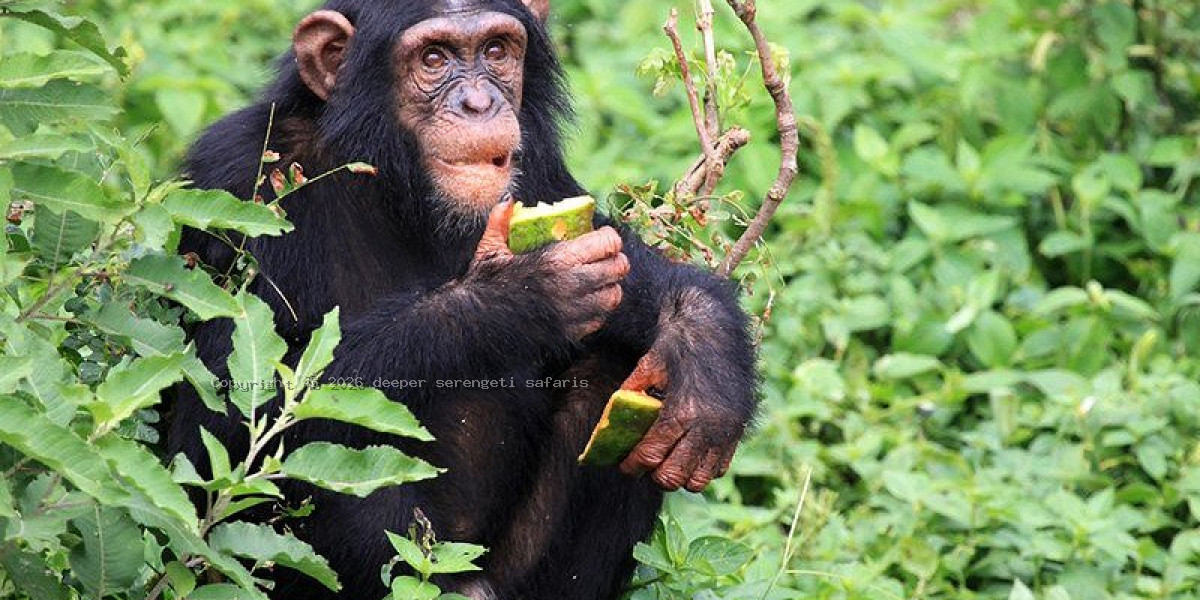 Gombe Stream National Park
