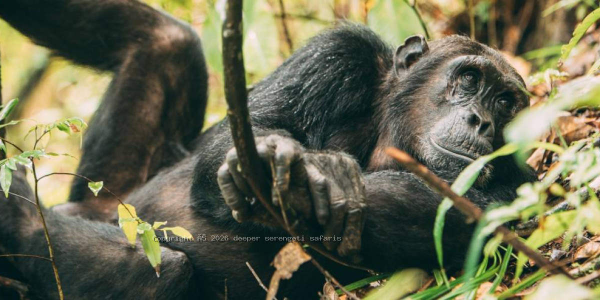 Mahale Mountains National Park