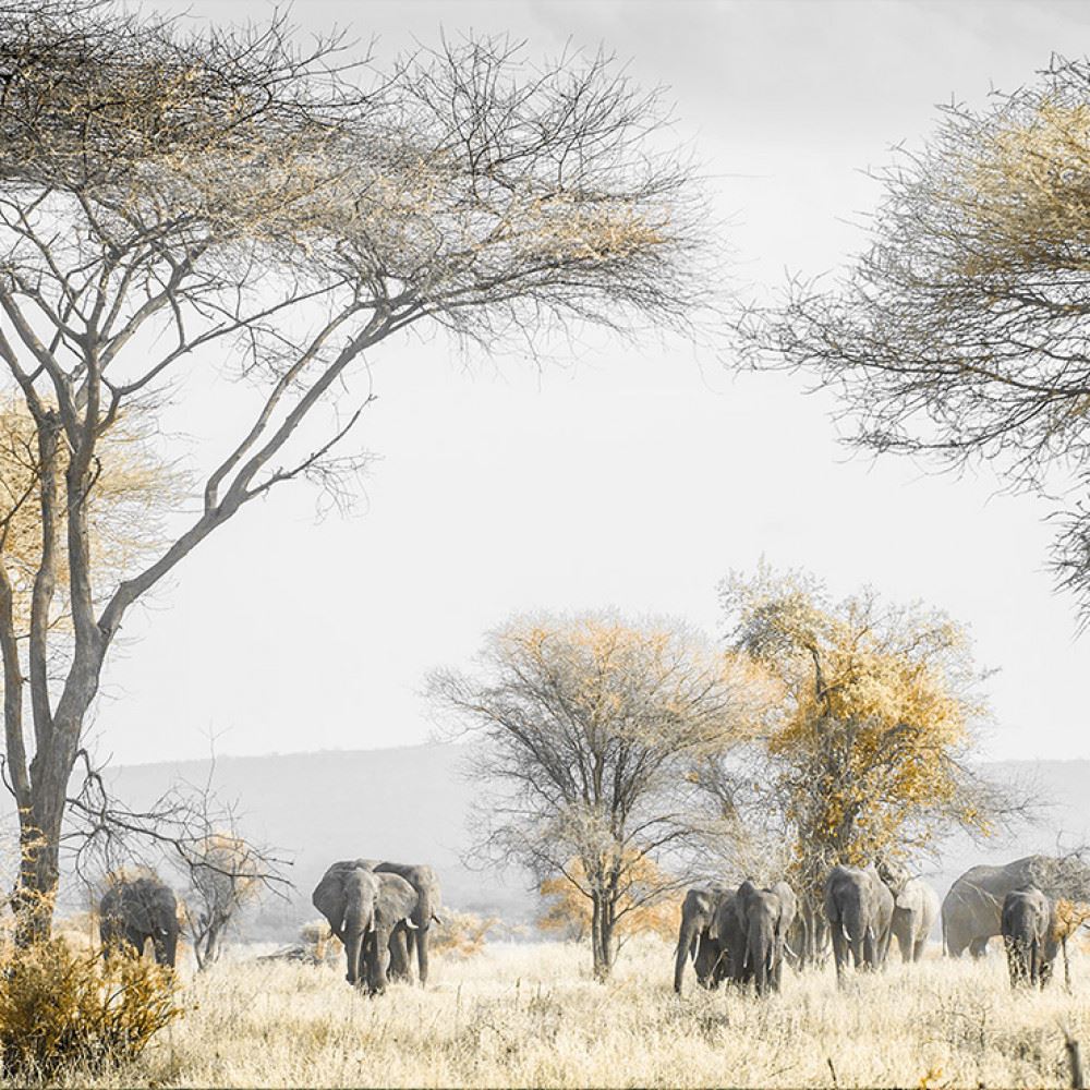 Tarangire Safaris