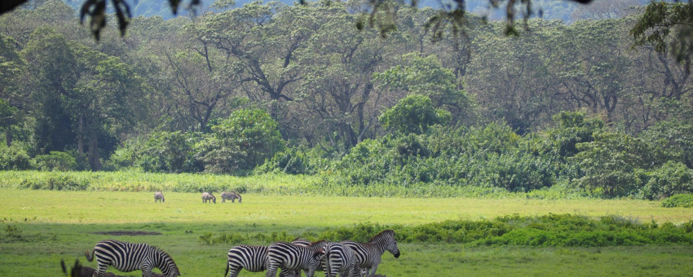Guide to Arusha Nationali park