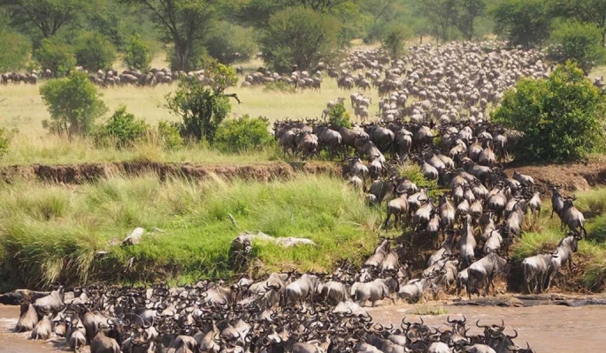Tanzania's wildebeest migration