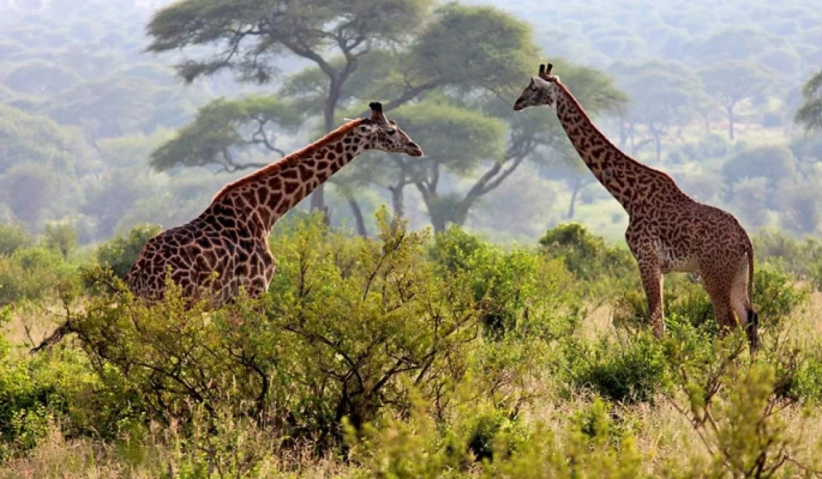 Tanzania at wonders