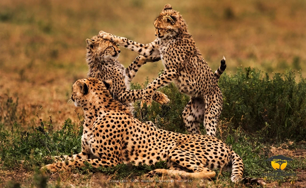 Tarangire and Ngorongoro Honeymoon Safari
