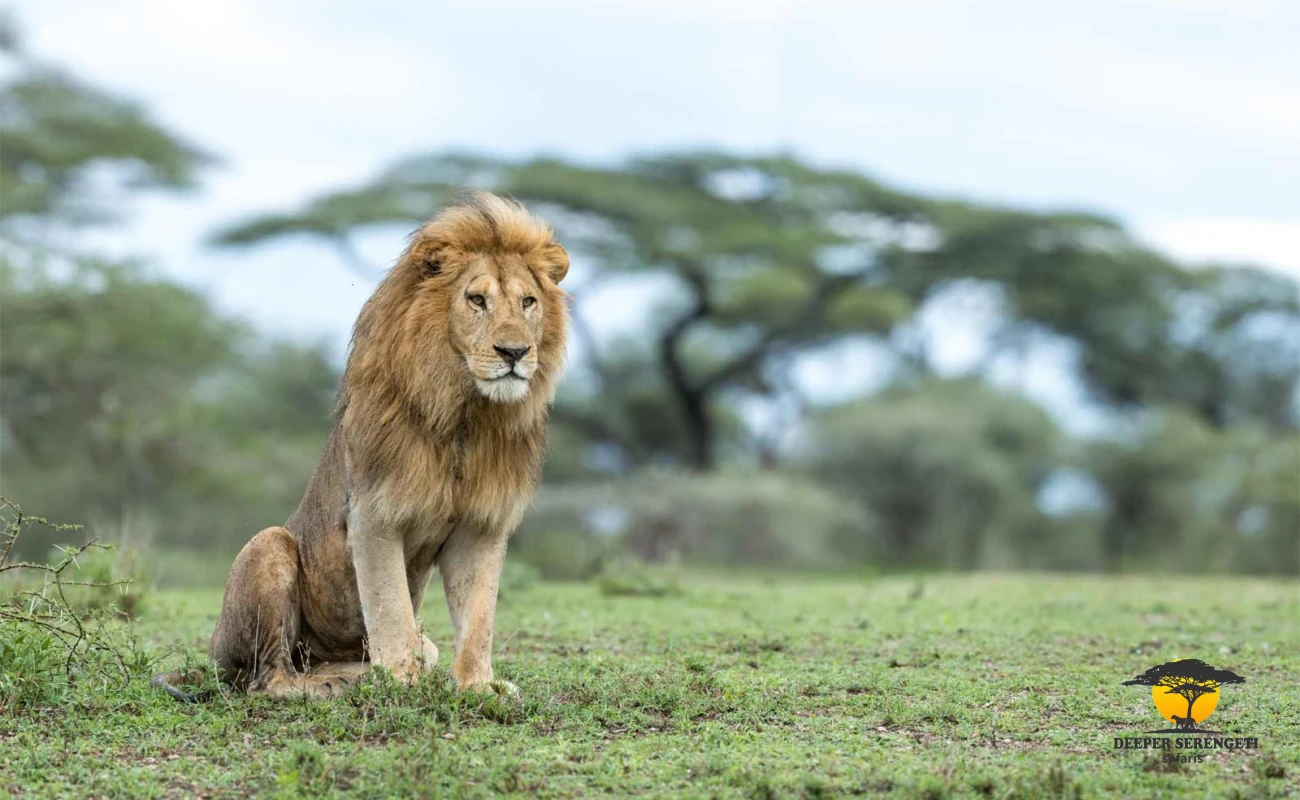 Northern Tanzania Safari Escape