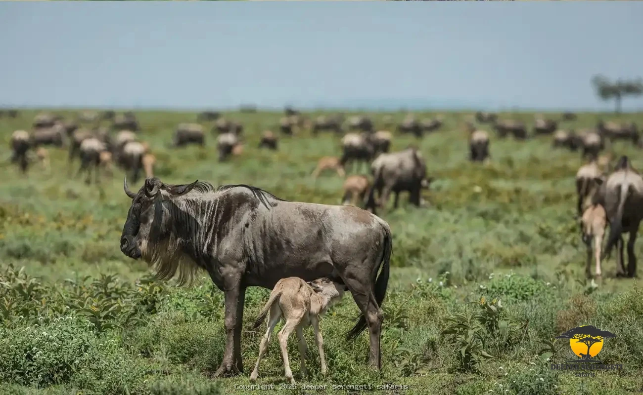 Great Migration Calving & Big Five Safaris