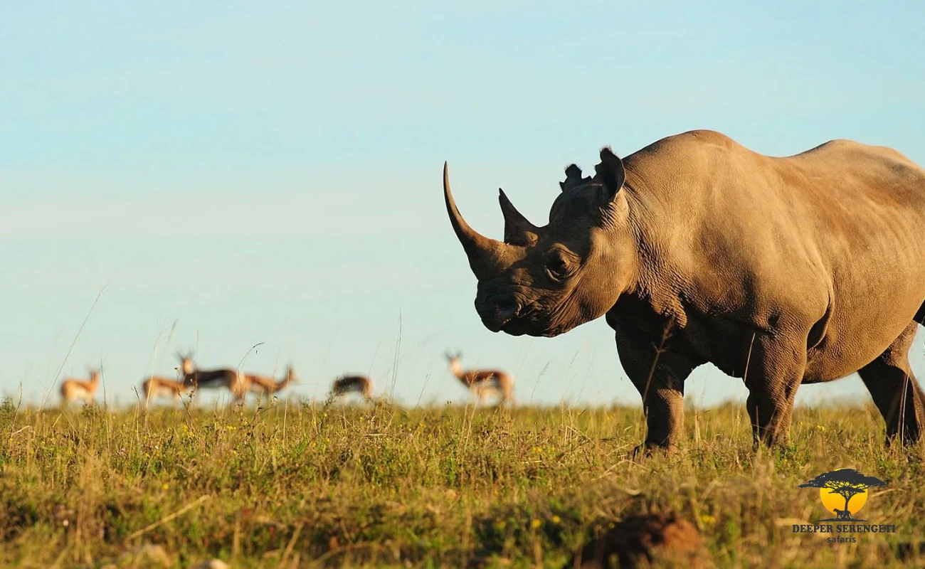 Great Migration & Big Five Safari Expedition