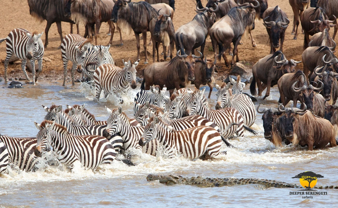 Great Migration River Crossing & Big Five Safari