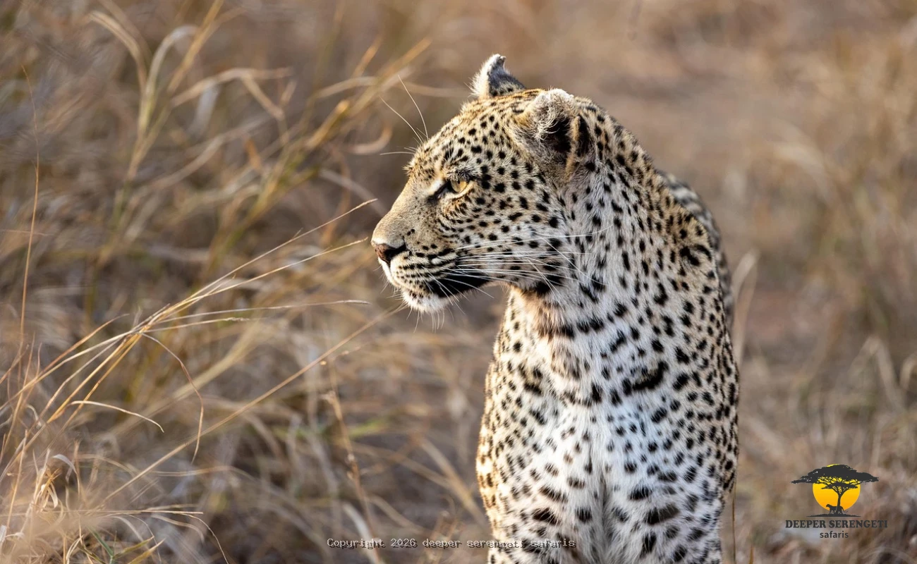 Mikumi Wilderness Escape from Zanzibar