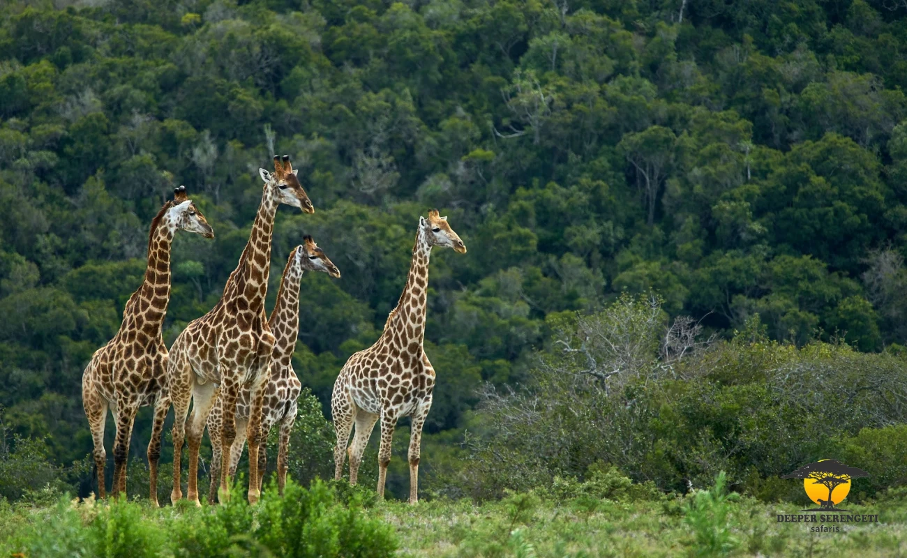 Mikumi Overland Safari from Dar es Salaam