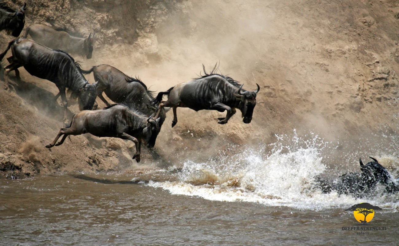 Private Mara River Crossing Migration Safari