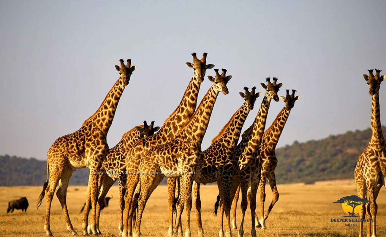 Tarangire, Hadzabe And Ngorongoro Crater Safari