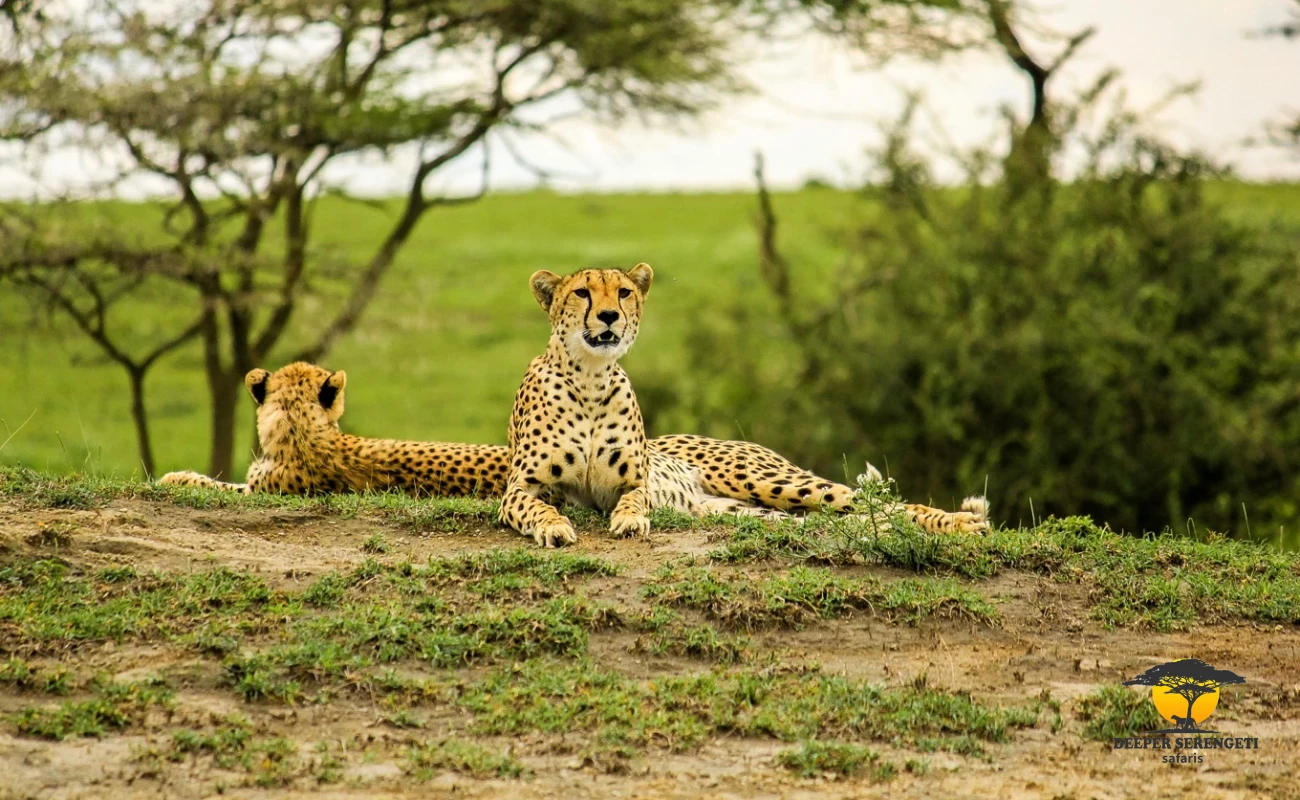 Serengeti, Ngorongoro, Manyara And Materuni Experience
