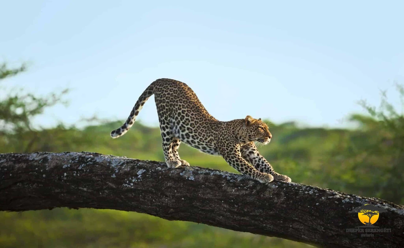 Serengeti Photography Big Five Safari
