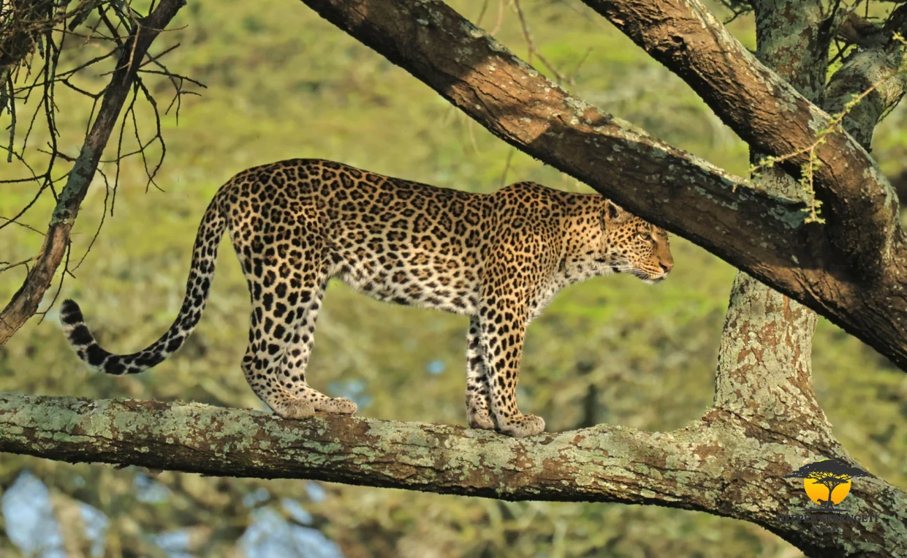 Midrange Honeymoon Tanzania Big Five Safari