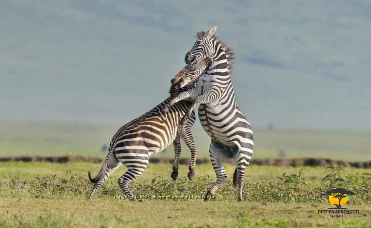 Lake Manyara And Ngorongoro Crater Safari