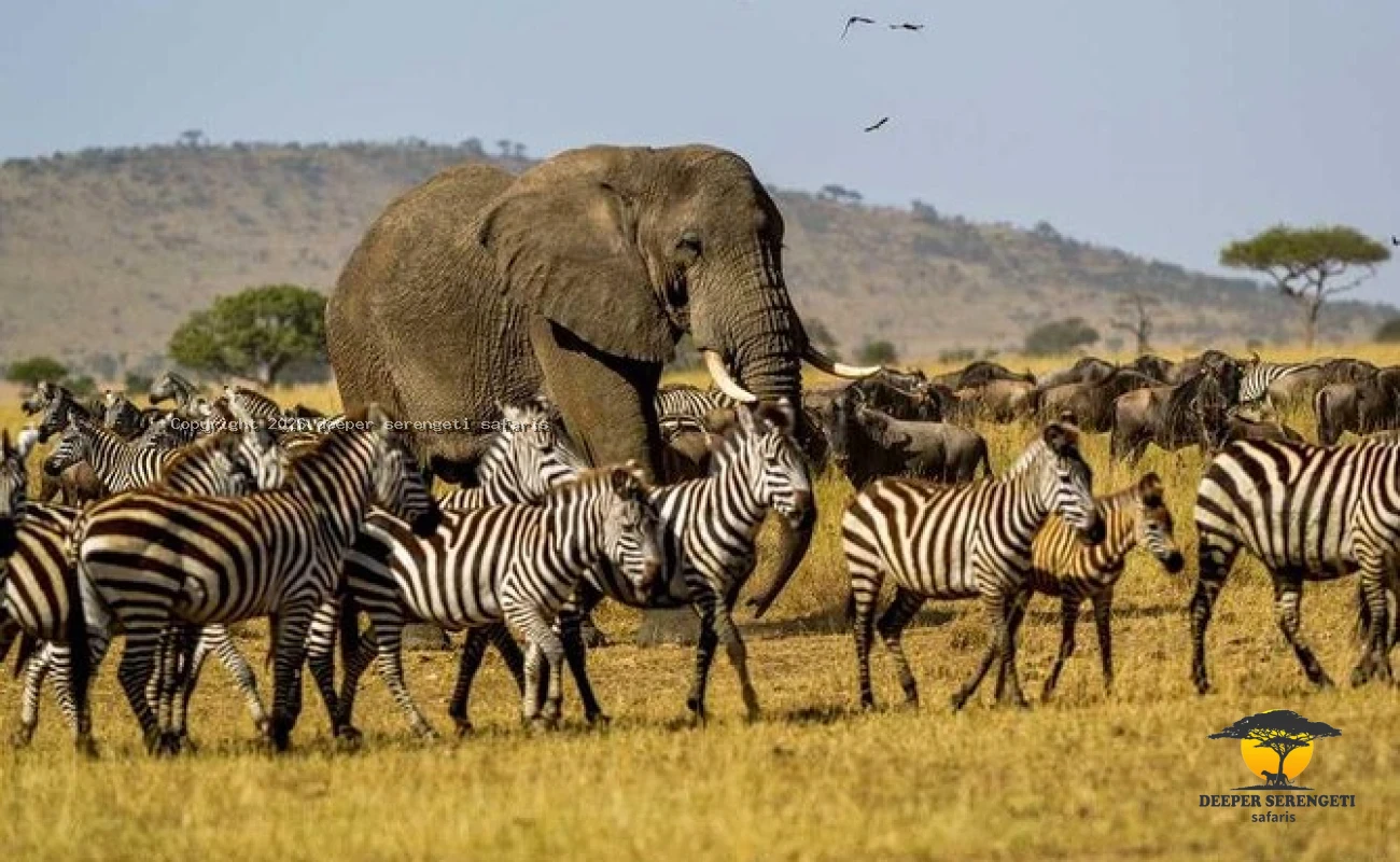 Tarangire National Park Day Safaris