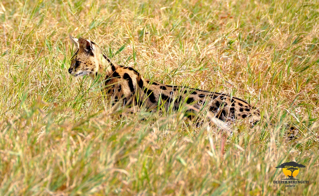 Serval Wildlife Day Trip